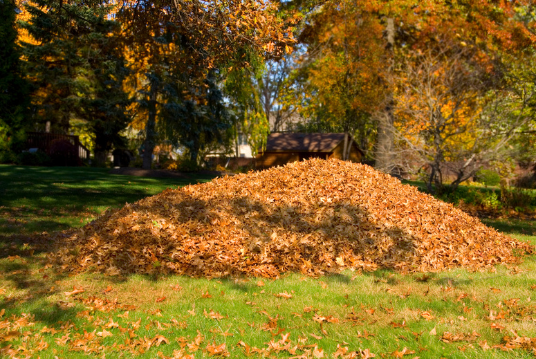 Raking Leaves Large Leaf Pile
