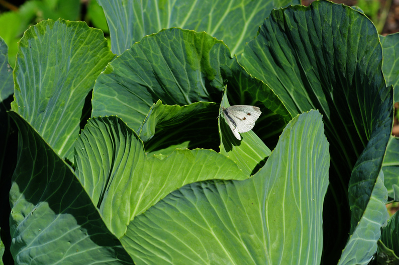Butterfly on the Cabbage