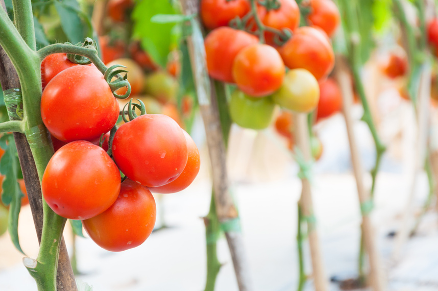 fresh Cherry Tomatoes in the garden ,Plant Tomatoes (selecti