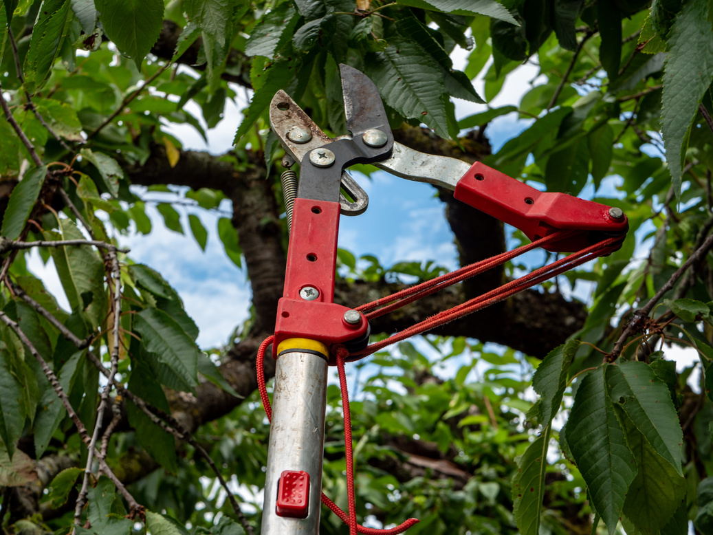 Loppers for pruning trees in the garden