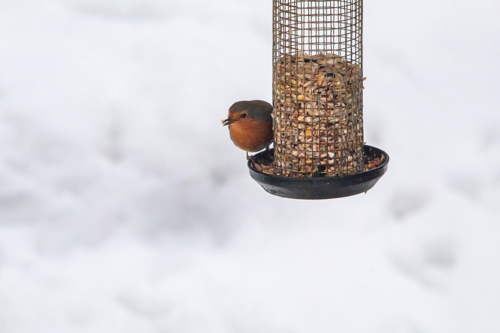 A Robin on a Bird Feeder in the Snow