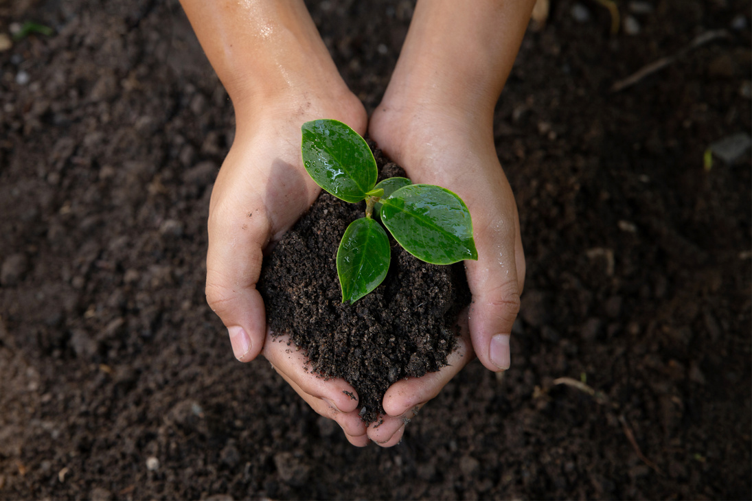 Hands Holding Soil and Young Plant